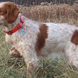 American Water Spaniels and Brittanys from High Hopes Kennel