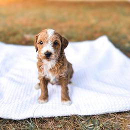 Gaillee - Apricot male Goldendoodle puppy in Russell Springs, Kentucky from Milk & Honey Doodles