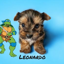 Yorkshire Terrier Puppies from Lady A's Yorkies