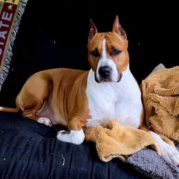 American Staffordshire Terrier puppies from Bold & Beautiful Amstaffs