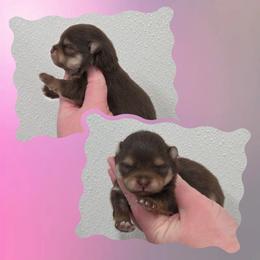 3rd - Chocolate and tan female Pomeranian puppy in Creswell, North Carolina from Grace's Poms🐾💕