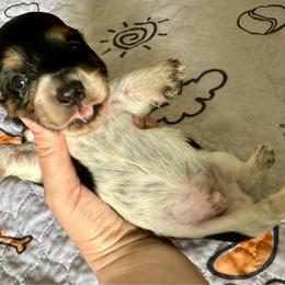 Lightning - Black male Dachshund puppy in Wolf Lake, Indiana from Canisteo Dachshunds