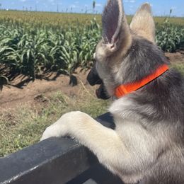 German Shepherd and White Shepherd Puppies from Scenic Creek German Shepherds