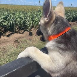 German Shepherd and White Shepherd Puppies from Scenic Creek German Shepherds
