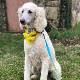 Poodle All Grown Up from Kings River Poodles and Doodles