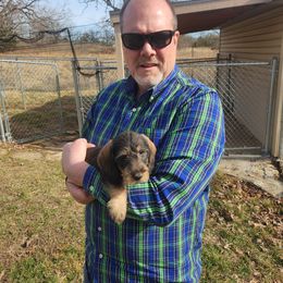 Dachshund Puppies from Two River Wirehaired Dachshunds