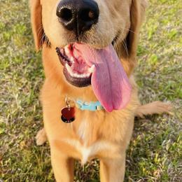 Goldendoodle and Golden Retriever All Grown Up from The Farm at Saluda Ridge