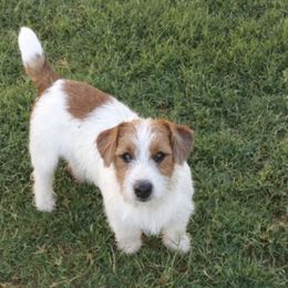 Russell Terriers from PakaJack Russell Terriers