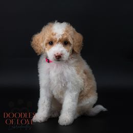 Miss Pink - Caramel red female Labradoodle puppy in Travelers Rest, South Carolina from Doodles of Love Labradoodles