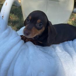 Leo - Chocolate and tan male Dachshund puppy in Norwood, Missouri from A&J Weenies