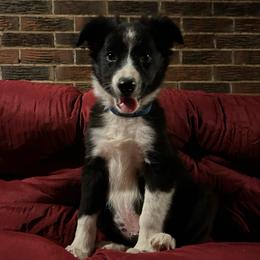 Joe E - Black and white male Border Collie puppy in Rocky, Oklahoma from SoCal/Promise Land Border Collies