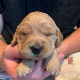 Yellow girl puppy - Golden female Golden Retriever puppy in Wabash, Indiana from Glenhaven Goldens
