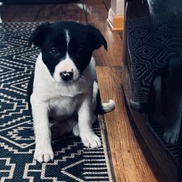 Trix x Latch - Girl 6 - Black and white - Black and white female Border Collie puppy in Minden, Iowa from Rocking N Registered Border Collies & Labradors