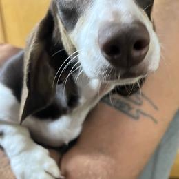 Lindt girl 1 - Piebald female Dachshund puppy in Bigfork, Minnesota from Dachshunds Up North