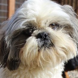 Kristoff - Shih Tzu