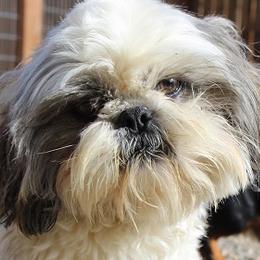 Kristoff - Shih Tzu