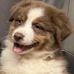 Bertha - Red tri-color female Australian Shepherd puppy in North Haverhill, New Hampshire from Bellamist Aussies