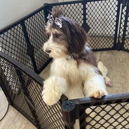 Brooklyn - Australian Labradoodle