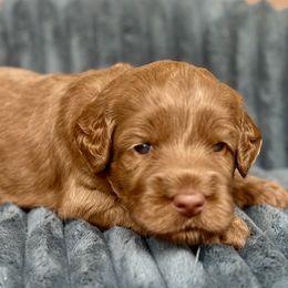 Leo - Apricot male Australian Labradoodle puppy in Phoenix, Arizona from Luxe Labradoodles