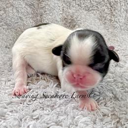 Black and White Female - Purple Collar - Brindle and white female Shih Tzu puppy in Crawfordsville, Indiana from Swaying Sycamore Farm
