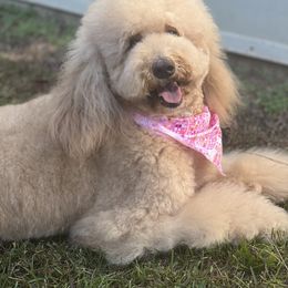 Arizona - Poodle