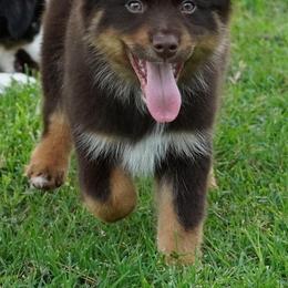 Boy 4 - Red tri male Miniature Australian Shepherd puppy in Lawton, Oklahoma from Lindsey’s Aussies
