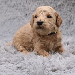 Poodle Puppies from Absolutely Pampered Poodles