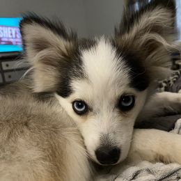 Ziva - Pomsky