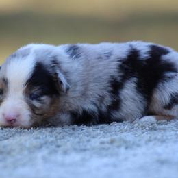 Harley - Blue merle female Miniature Australian Shepherd puppy in Bauxite, Arkansas from J & B Mini Aussies