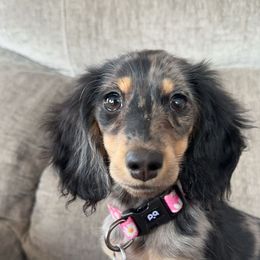 Dachshund, Pomeranian, and Poodle Puppies from Cuddles n Curls