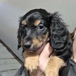 Rosie's black and tan longhair boy - Black and tan Dachshund puppy in Declo, Idaho from Dozendachs