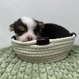Rain - Black and tan male Pembroke Welsh Corgi puppy in Waco, Texas from The Comma Corgis