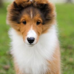 Kindle - Shetland Sheepdog
