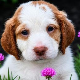 Sailor - Orange and white male Brittany puppy in Hollidaysburg, Pennsylvania from Royal Flush Farms