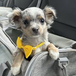 Chihuahua Puppies from Petite Pups LLC