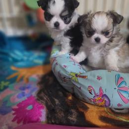 Winston - Black and white male Chihuahua puppy in Brooksville, Florida from Daystars Chihuahuas