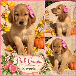 Pink Guave - Dark golden female Golden Retriever puppy in Apple Valley, California from Frankly Golden