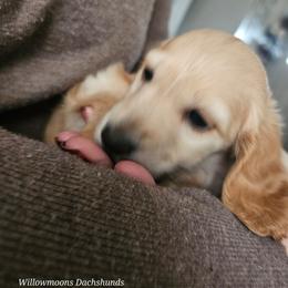 Andy - Red male Dachshund puppy in Lebanon, Oregon from Willow Moons Dachshunds