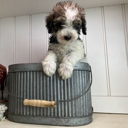 Bernedoodle Puppies from Mountain Top Doodles