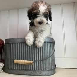 Bernedoodle Puppies from Mountain Top Doodles