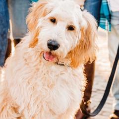 Goldendoodles from Willows Doodles