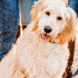 Goldendoodles from Willows Doodles