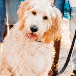 Goldendoodles from Willows Doodles