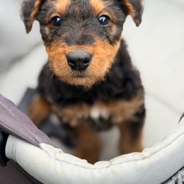 Marcy AKA Baby Girl Tan - Black and tan female Airedale Terrier puppy in Mooresville, North Carolina from Farm 55