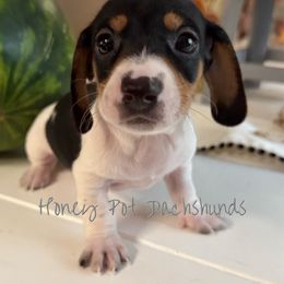 Beau - Piebald male Dachshund puppy in Glen Saint Mary, Florida from 🍯 Honey Pot Dachshunds 🐾