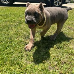Brownie - Fawn male Cane Corso puppy in Fontana, California from ThinLine Cane Corso