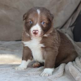 Blue Collar - Red male Border Collie puppy in Courtland, Alabama from C Bar C Ranch Border Collies