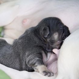 French Bulldog Puppies from GBPGENETICS