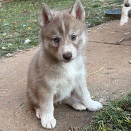 Nougat - Brown and white female Siberian Husky puppy in Elkin, North Carolina from Blue Ridge Shadow Huskies