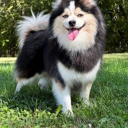 Trippy - Pomsky
